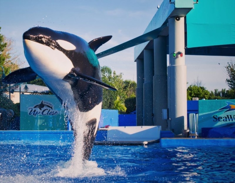 whale seaworld orlando