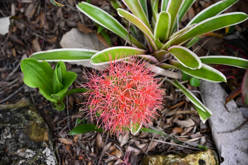 flowers at leu gardens in Orlando