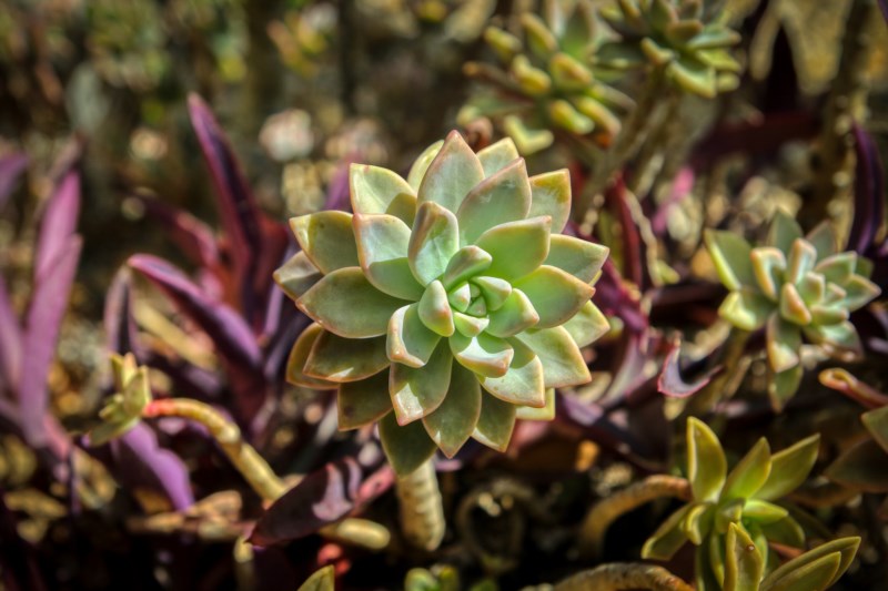 succulent in leu gardens